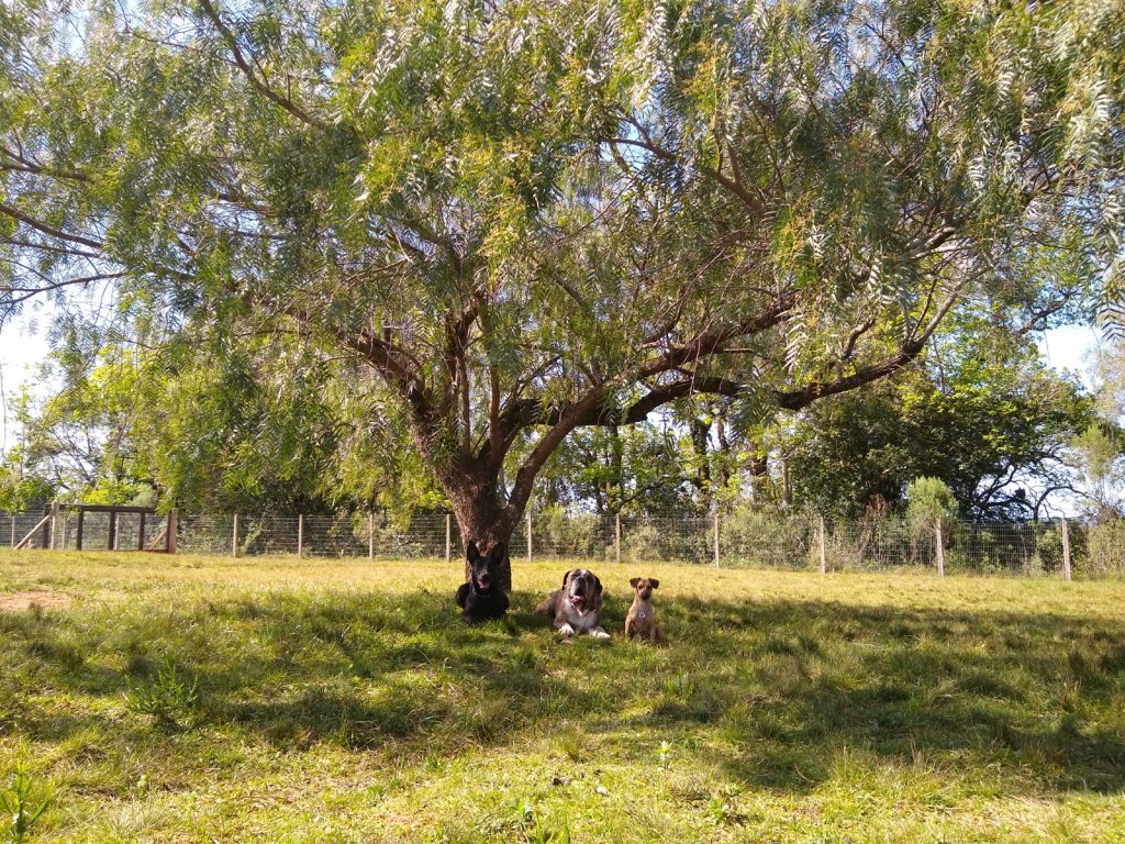 Gamora, Bagual e Mix na sombra, embaixo de uma árvore