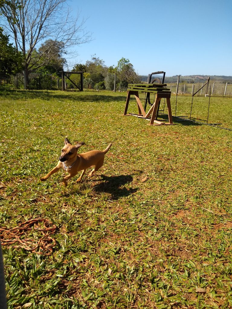 Mix correndo no sítio Monti Vanti