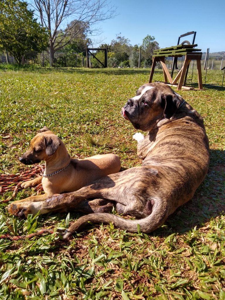 Mix e Bagual