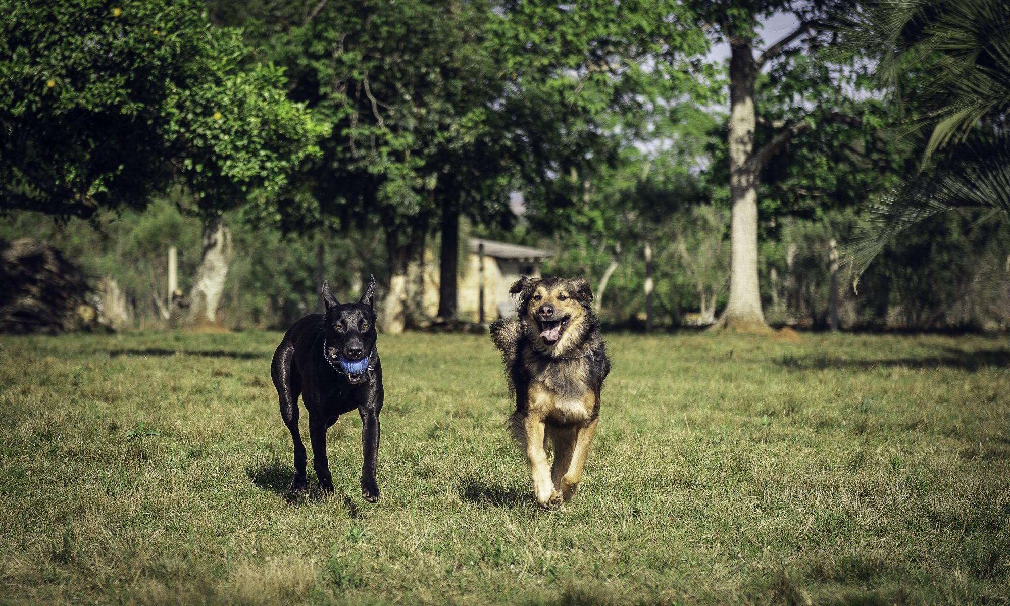 Gamora e Penélope brincando tranquilamente