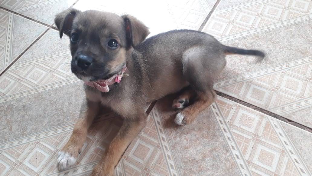 Tina filhote esperando sua comida