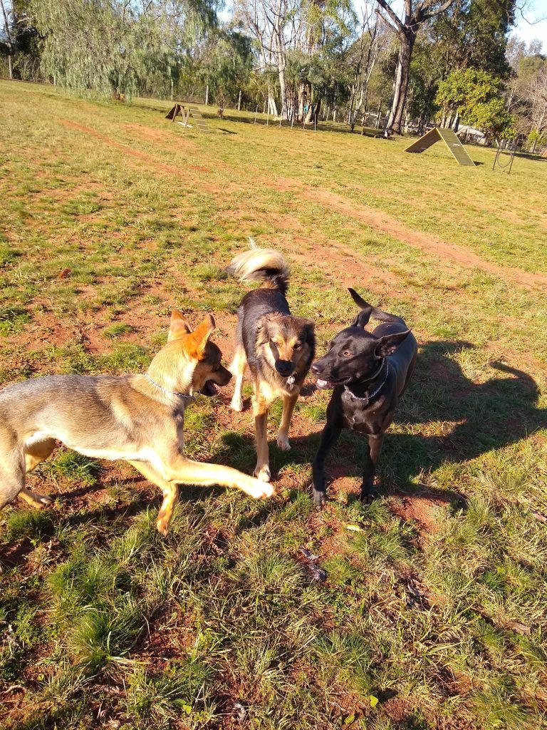 Momento de interação entre os cães na hospedagem Vanti Pet.