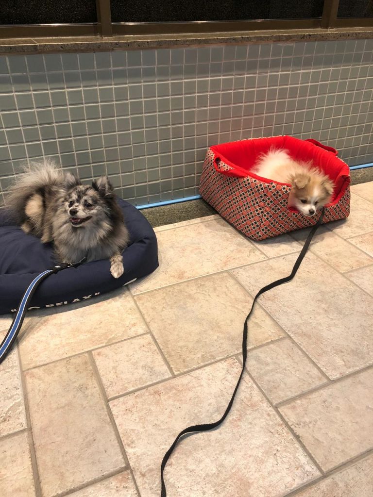 Cães alunos do curso treinando o comando cama