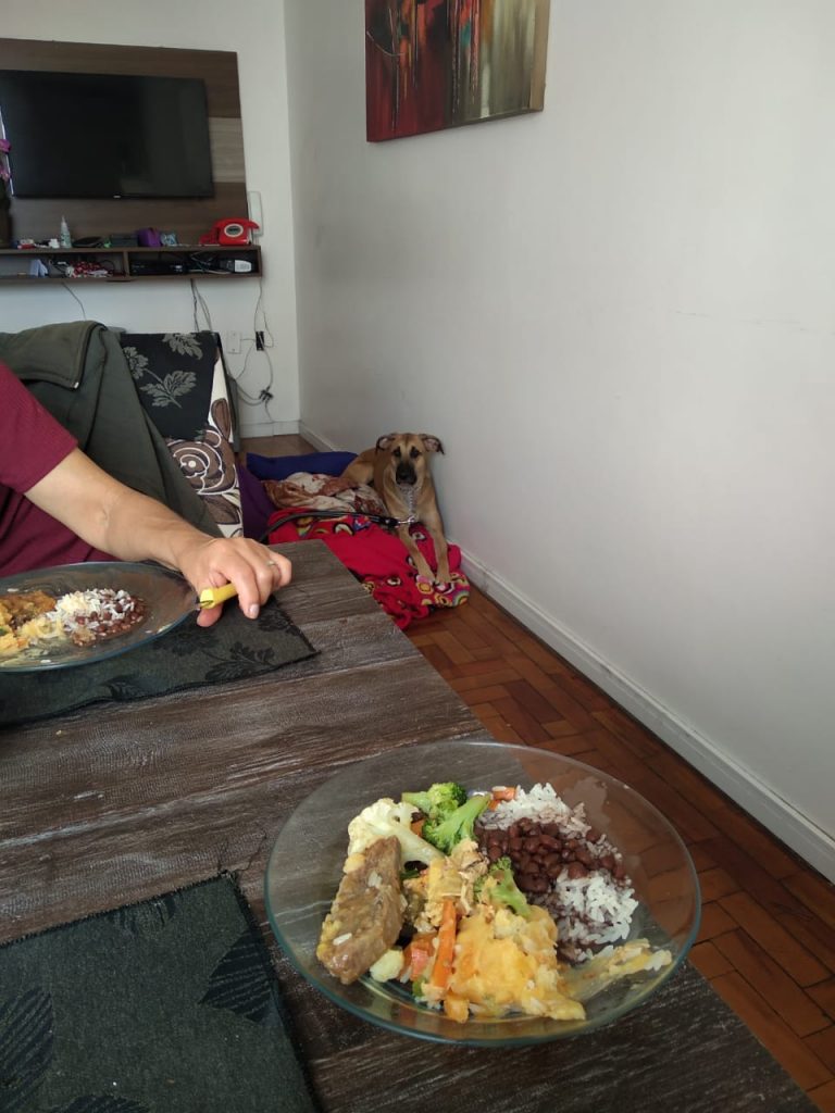 Cão aluno do curso na cama enquanto os donos almoçam