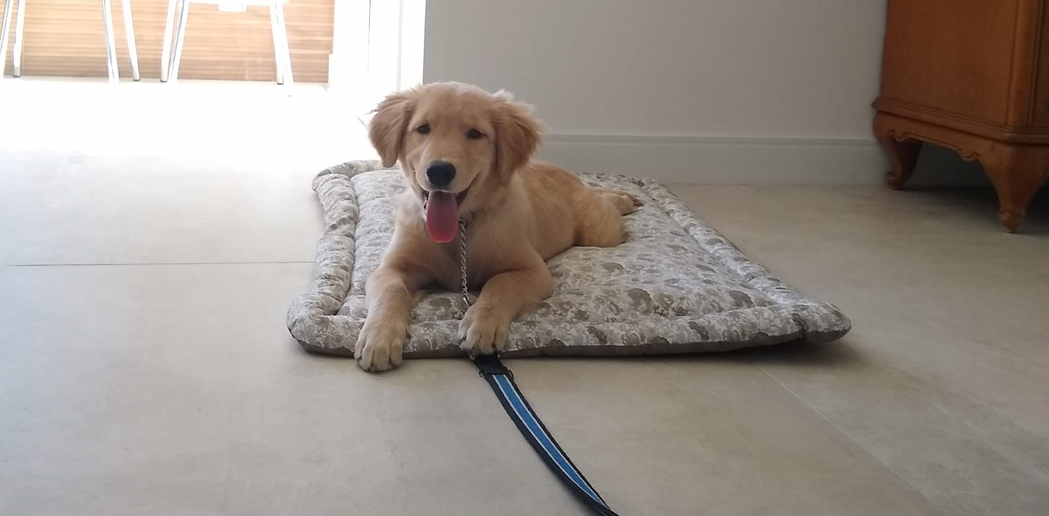 Cão na cama