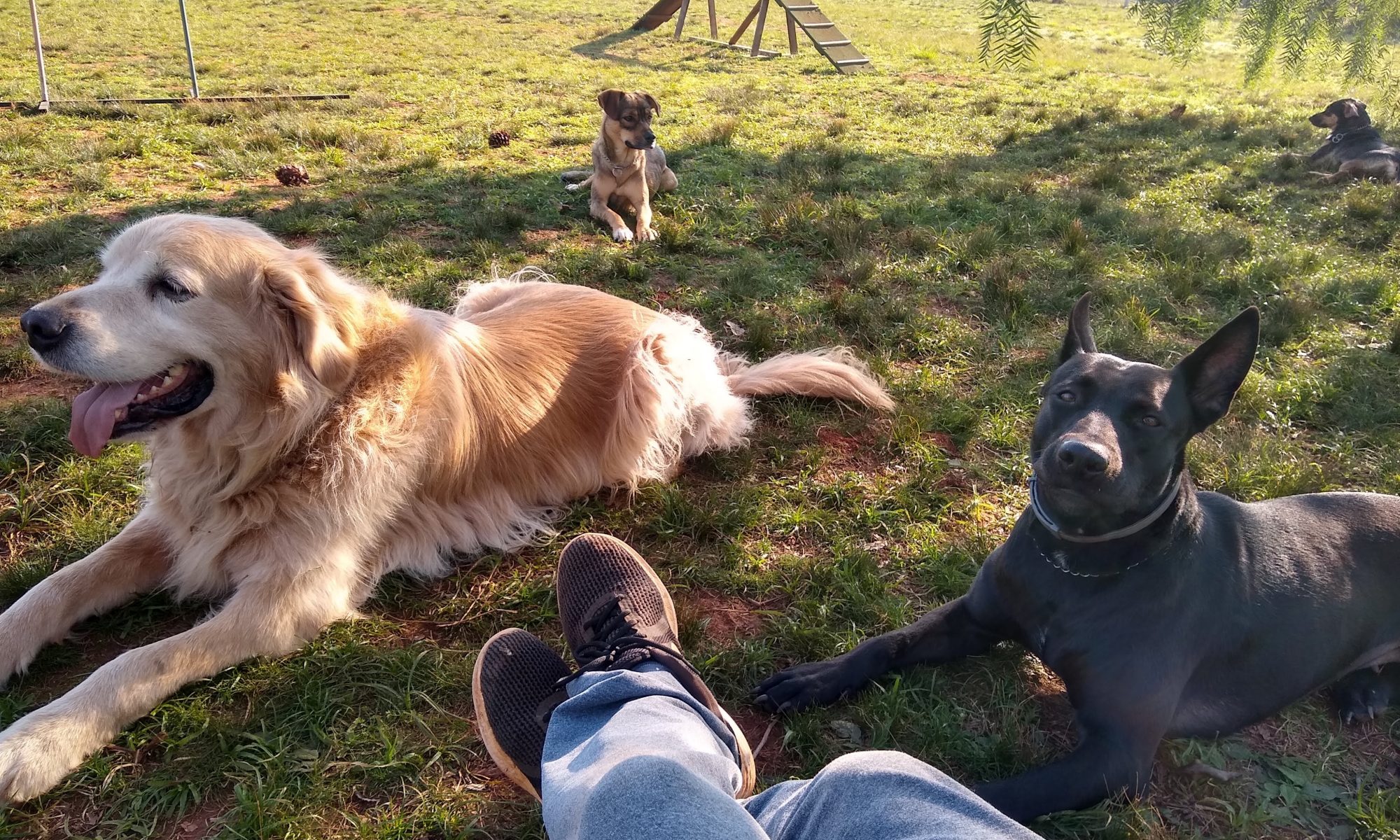Cães respeitando o espaço