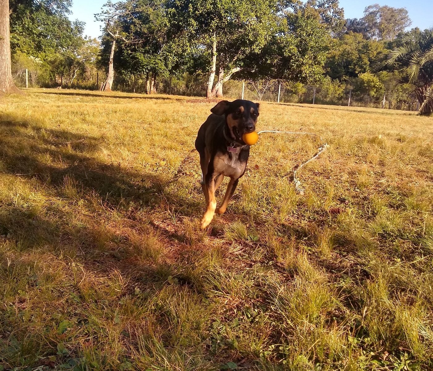 Cão trazendo a bolinha de volta