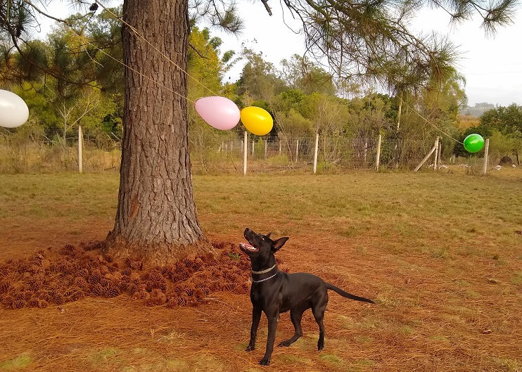 Cão brincando com balão