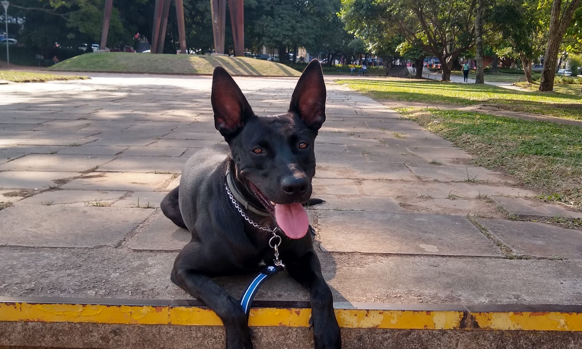 Cão de guia no parque