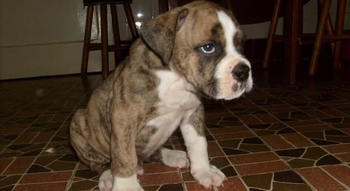 Bagual, filhote de Buldogue Campeiro.
