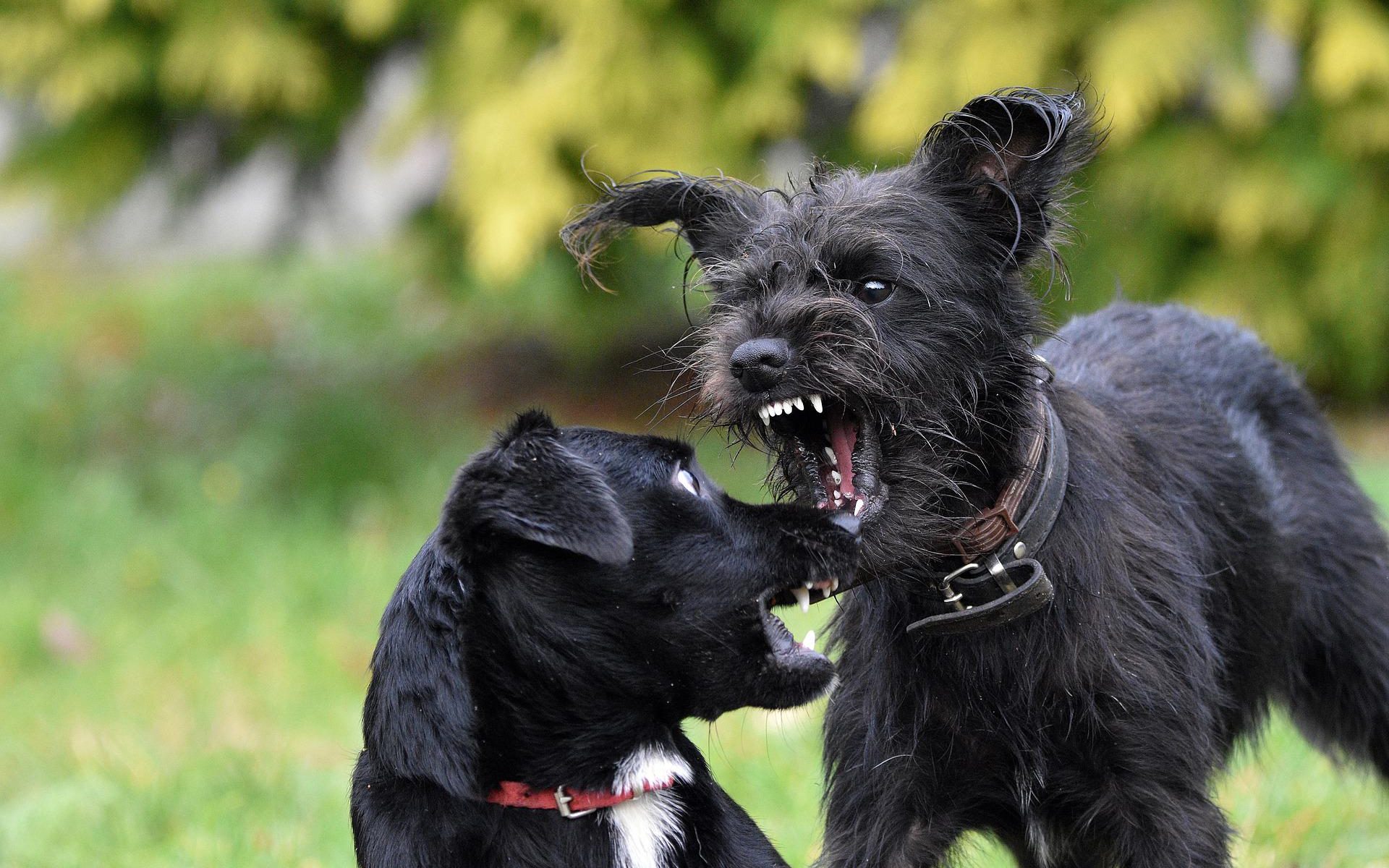 cães brigando