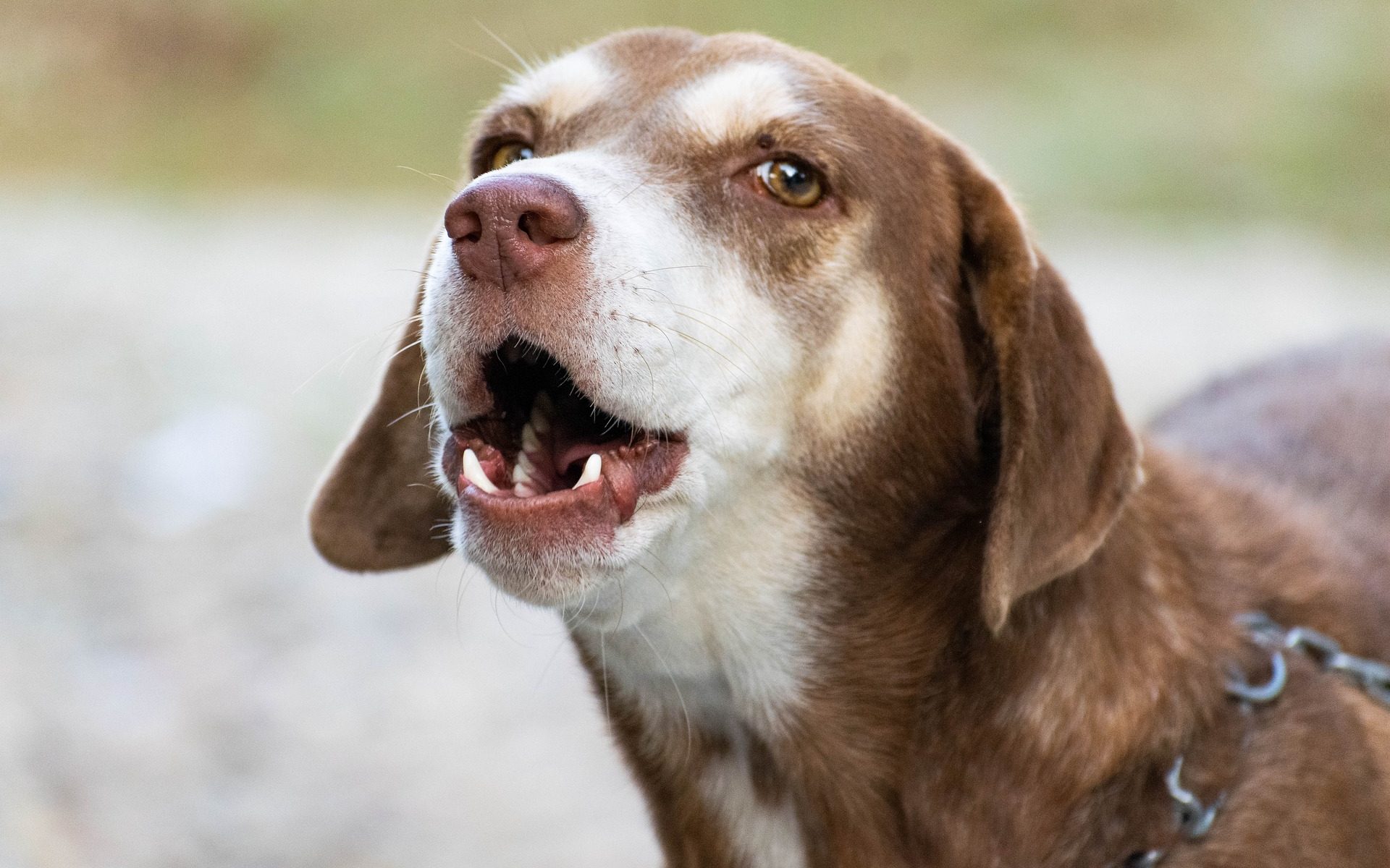 Cão latindo