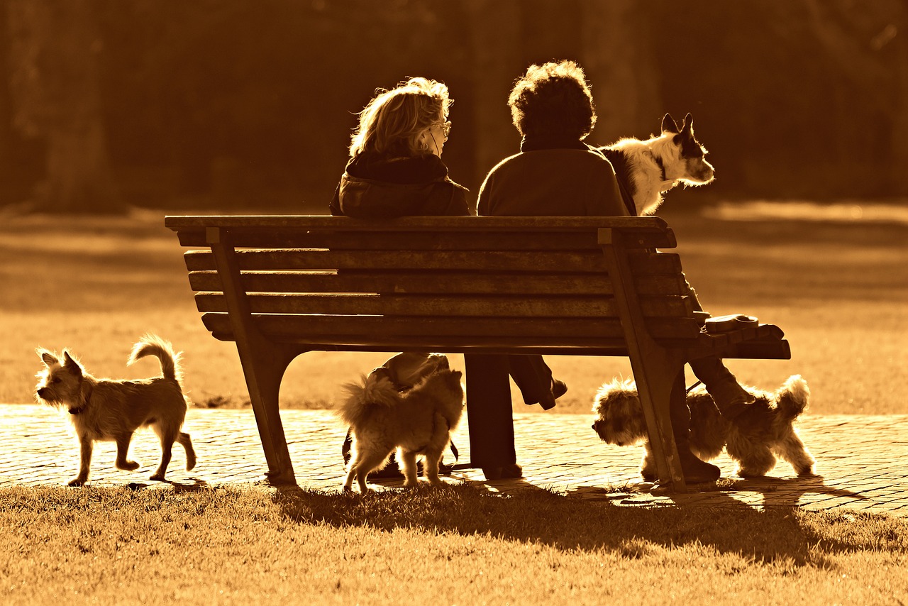 Cães e pessoas