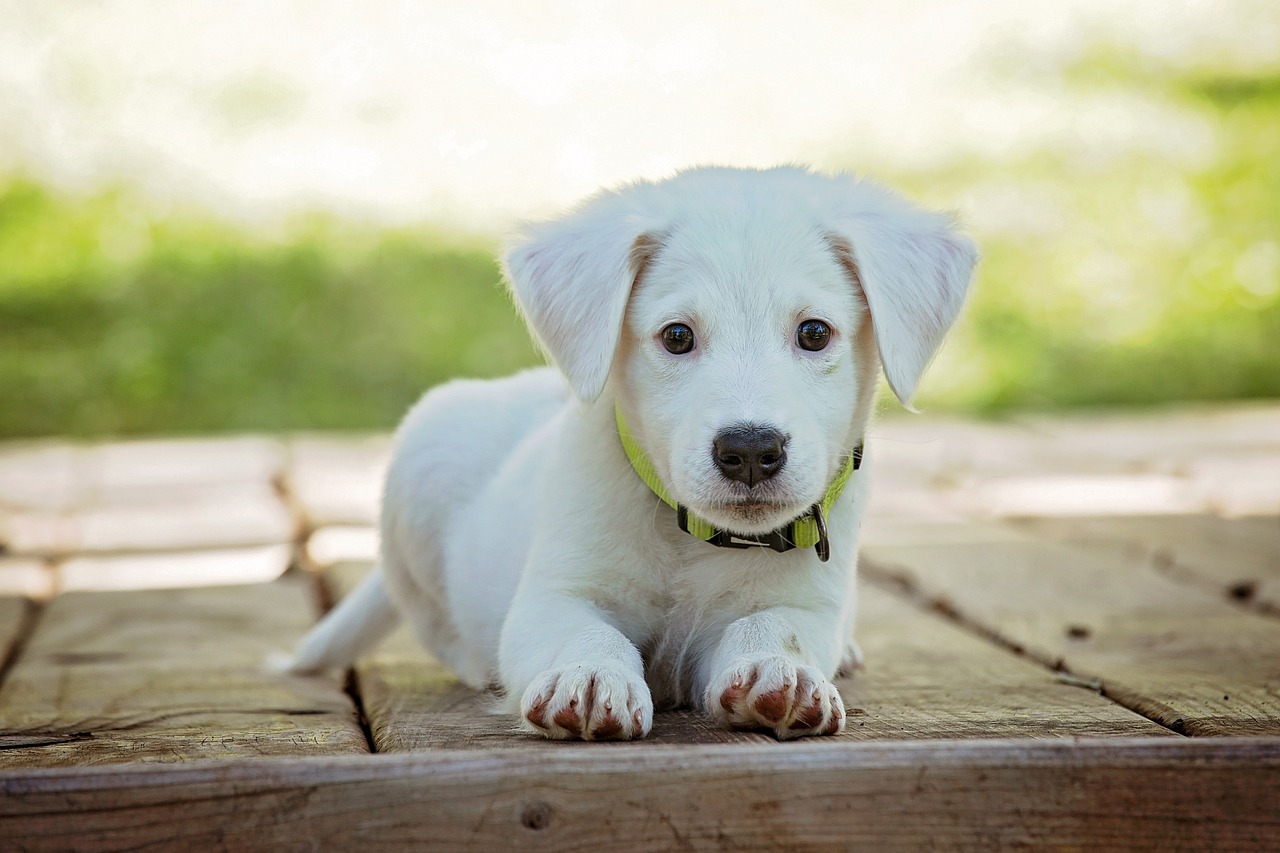 Cão filhote