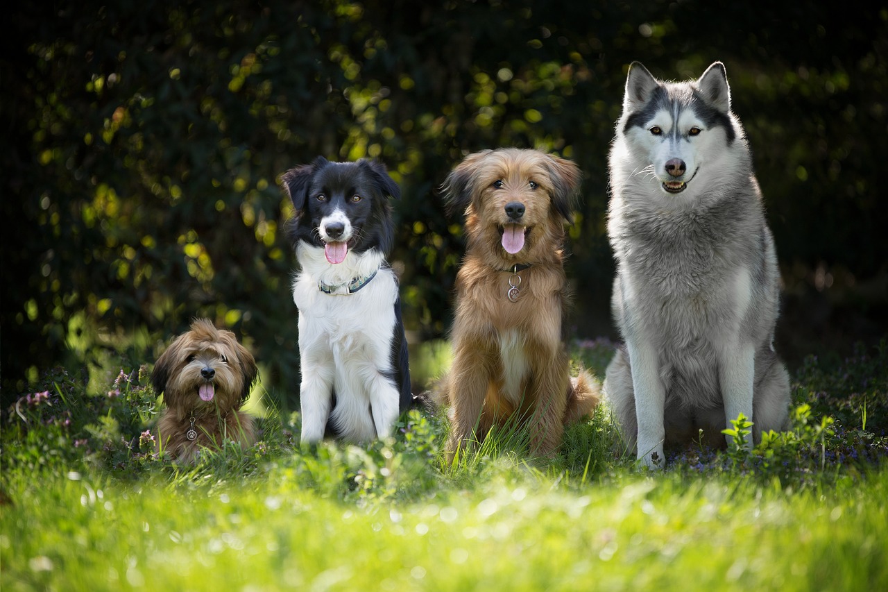 Cães diversos