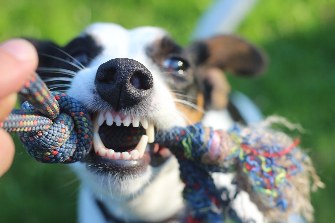 Cão brincando de cabo de guerra
