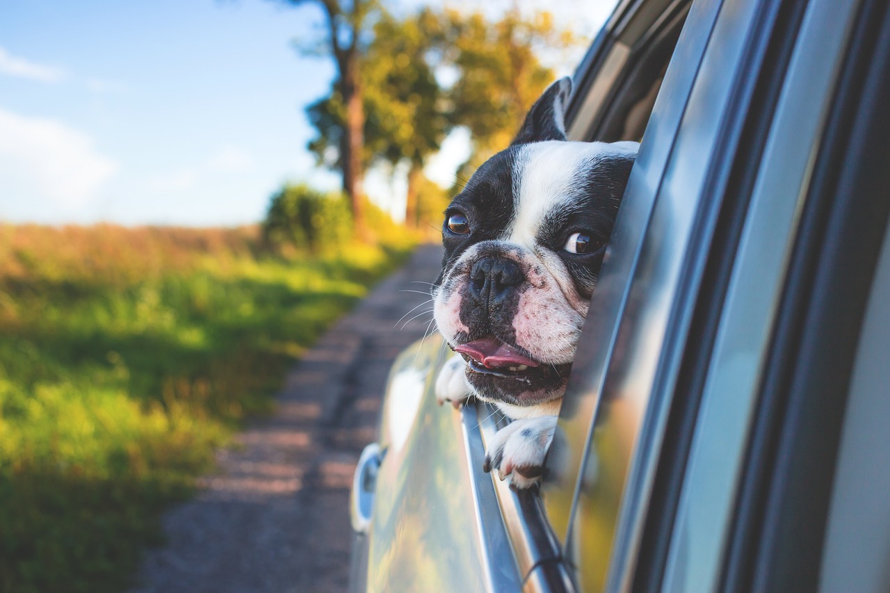 Cachorro dentro do carro