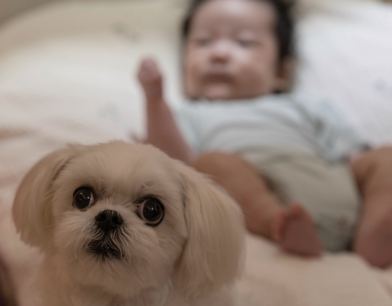 Cão e bebê juntos
