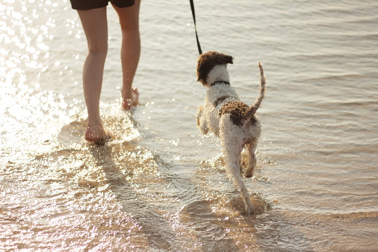 cão na praia