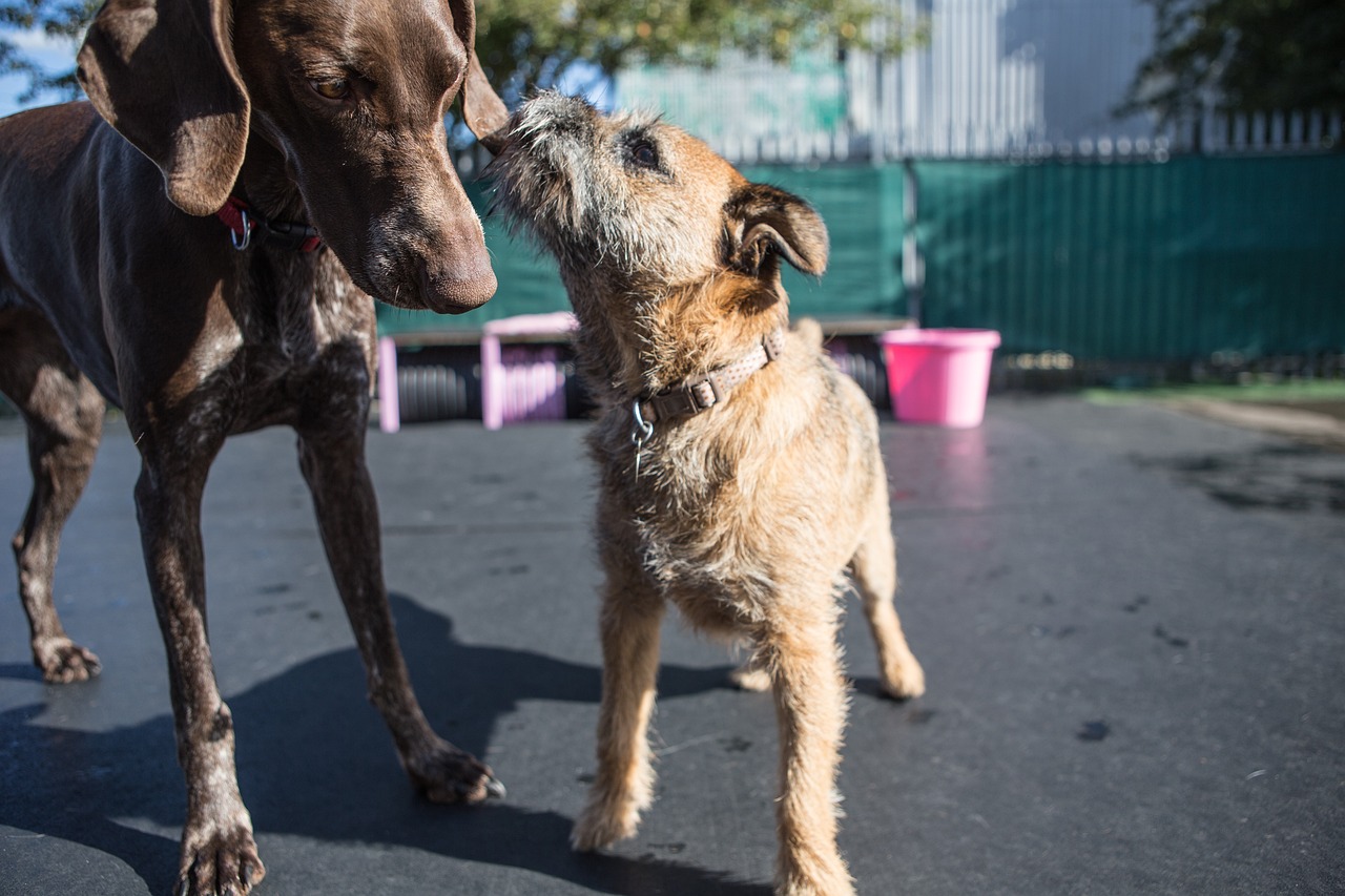 Creche cães