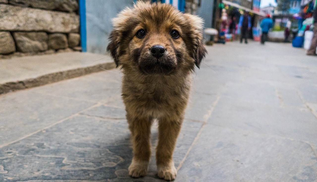 cão abandonado