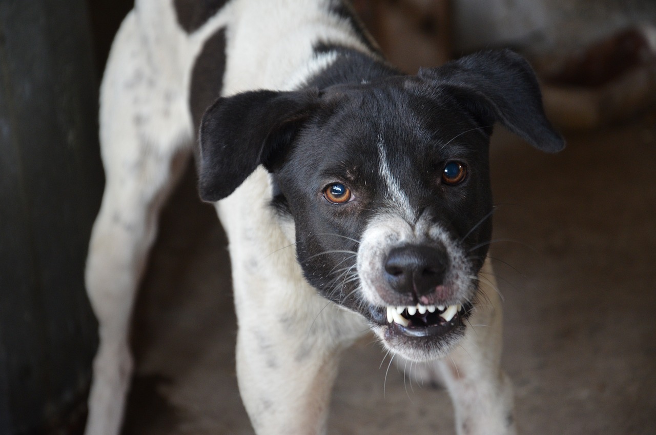 cão agressivo