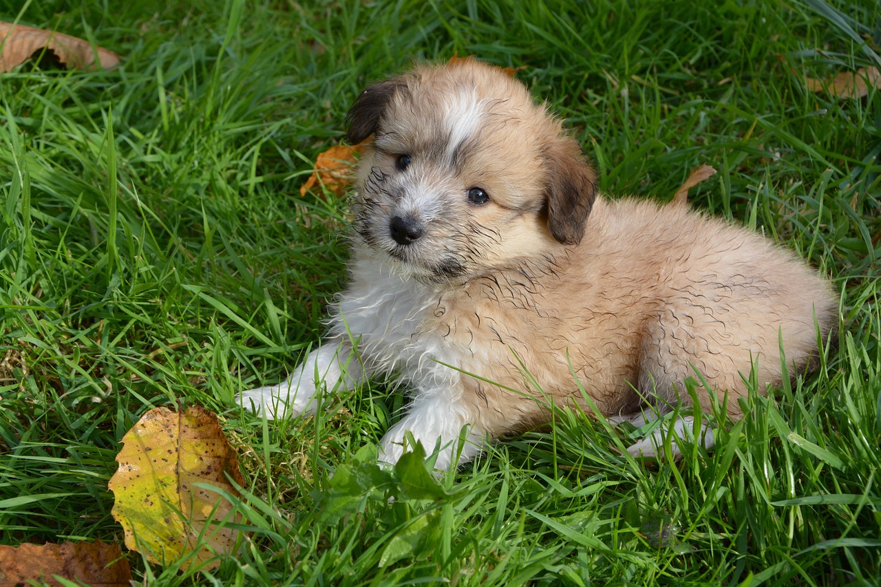 Filhote de cachorro