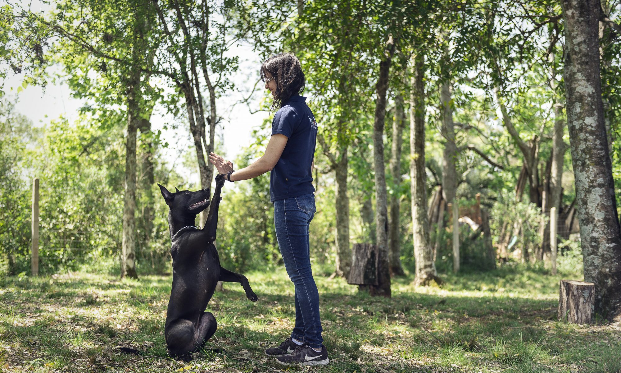 Cão executando comando Cumprimenta!