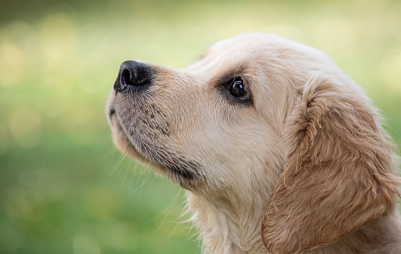 Cão atento