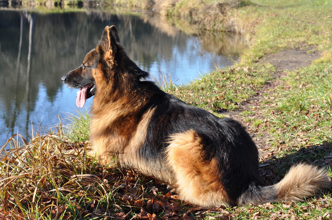 Cão na natureza
