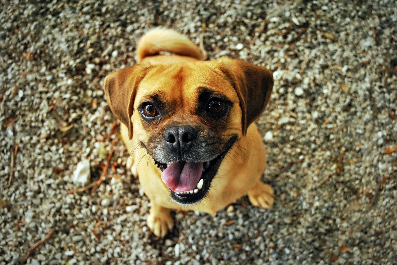 Cachorro ansioso
