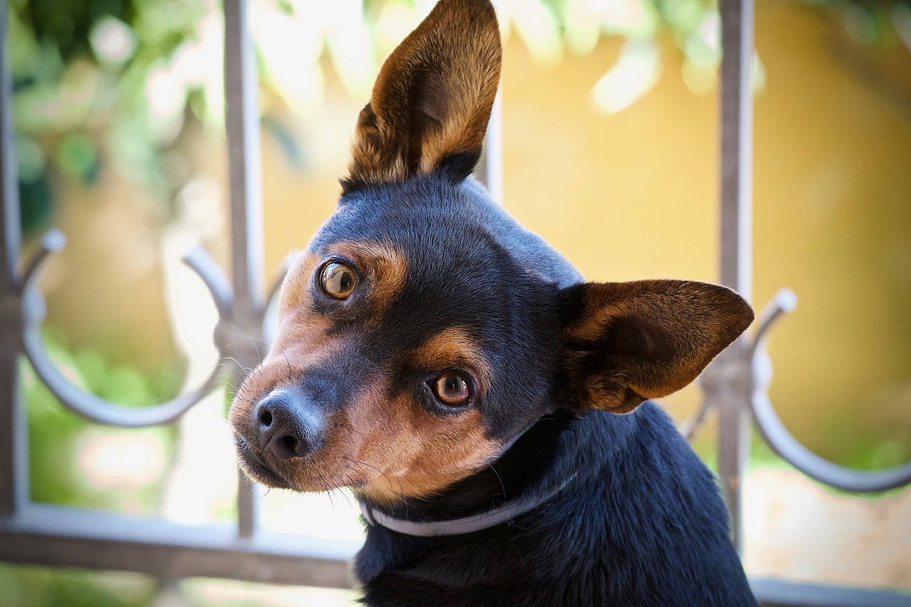Cão olhando para o dono