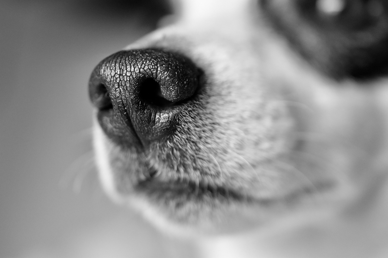 Focinho do cão