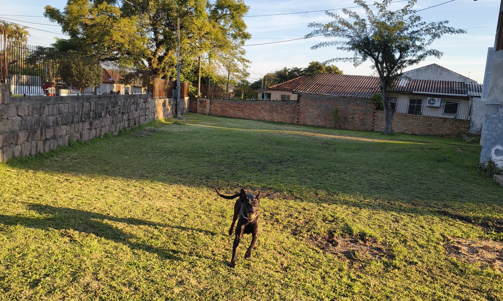 Cão correndo no pátio.