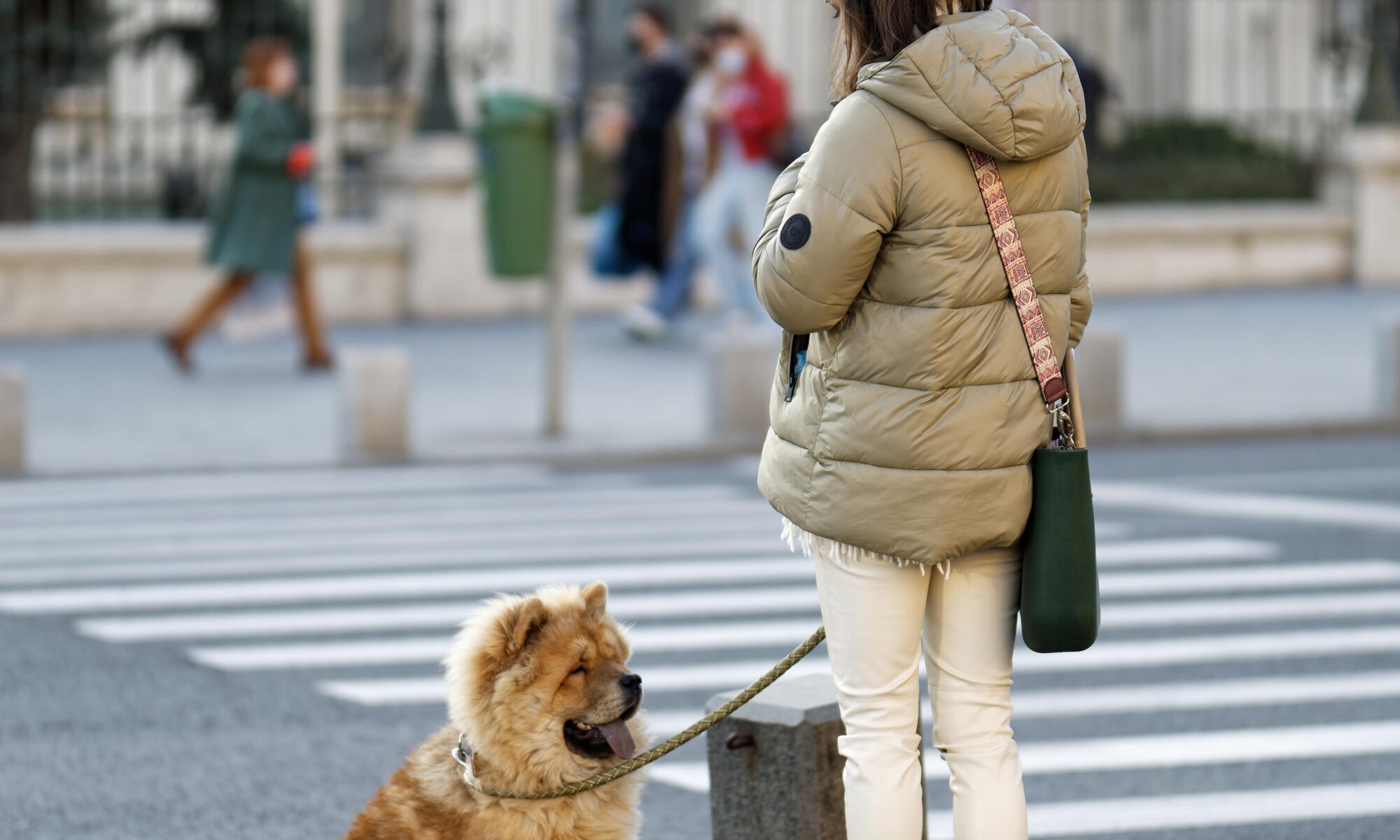 Cão sentado ao lado da sua dona.