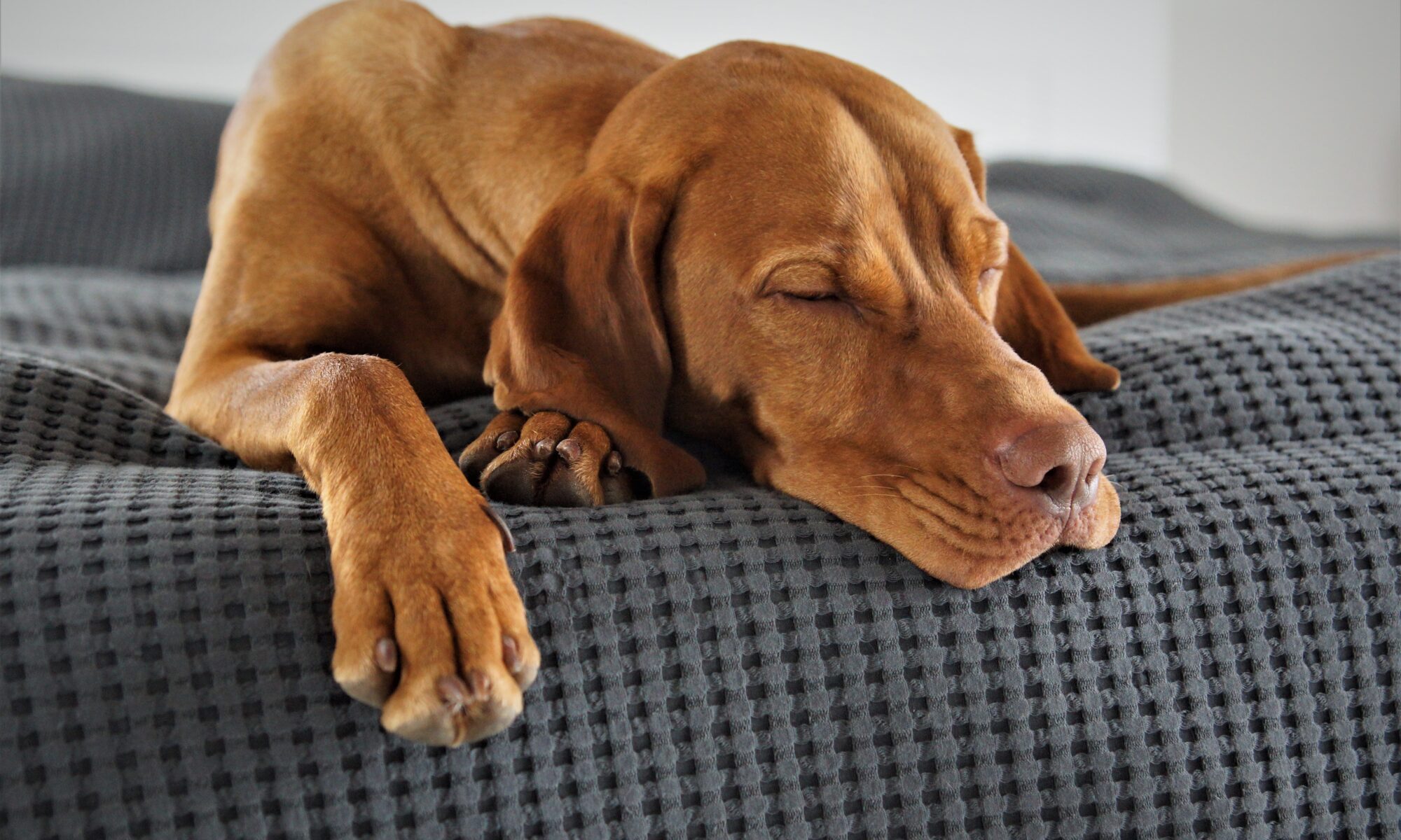 Cão dormindo.