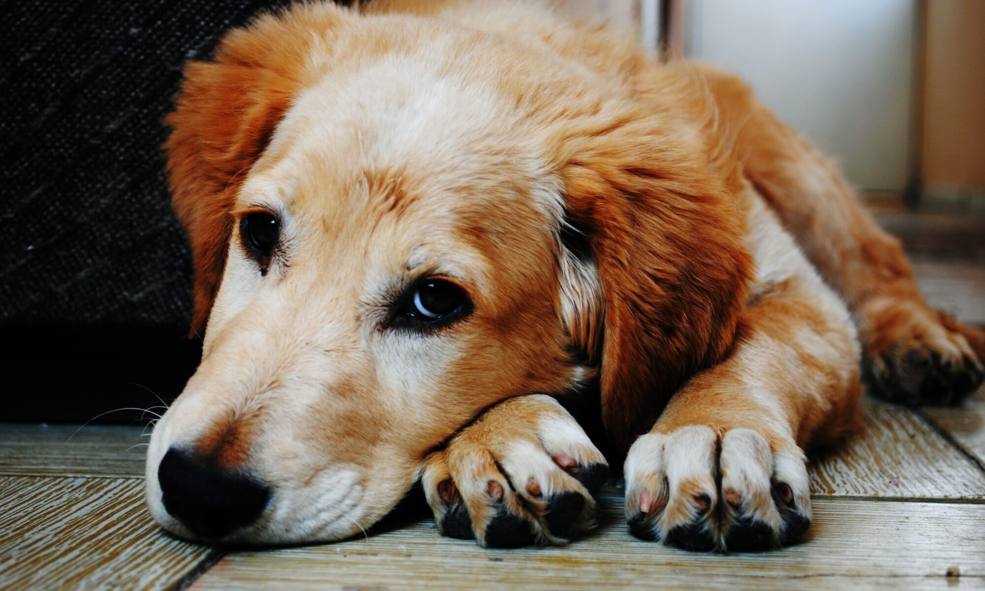 Cão dentro de casa