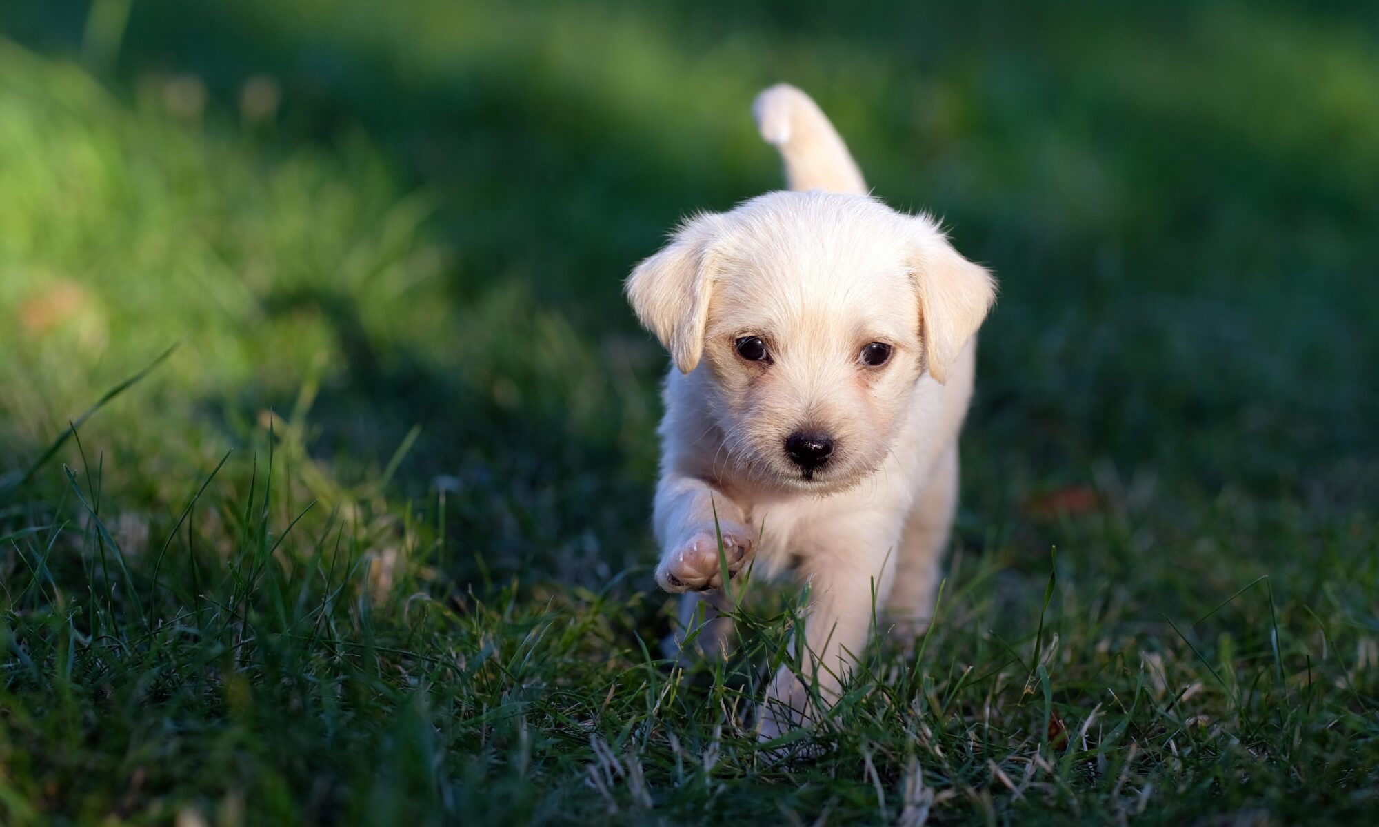 Filhote de cachorro