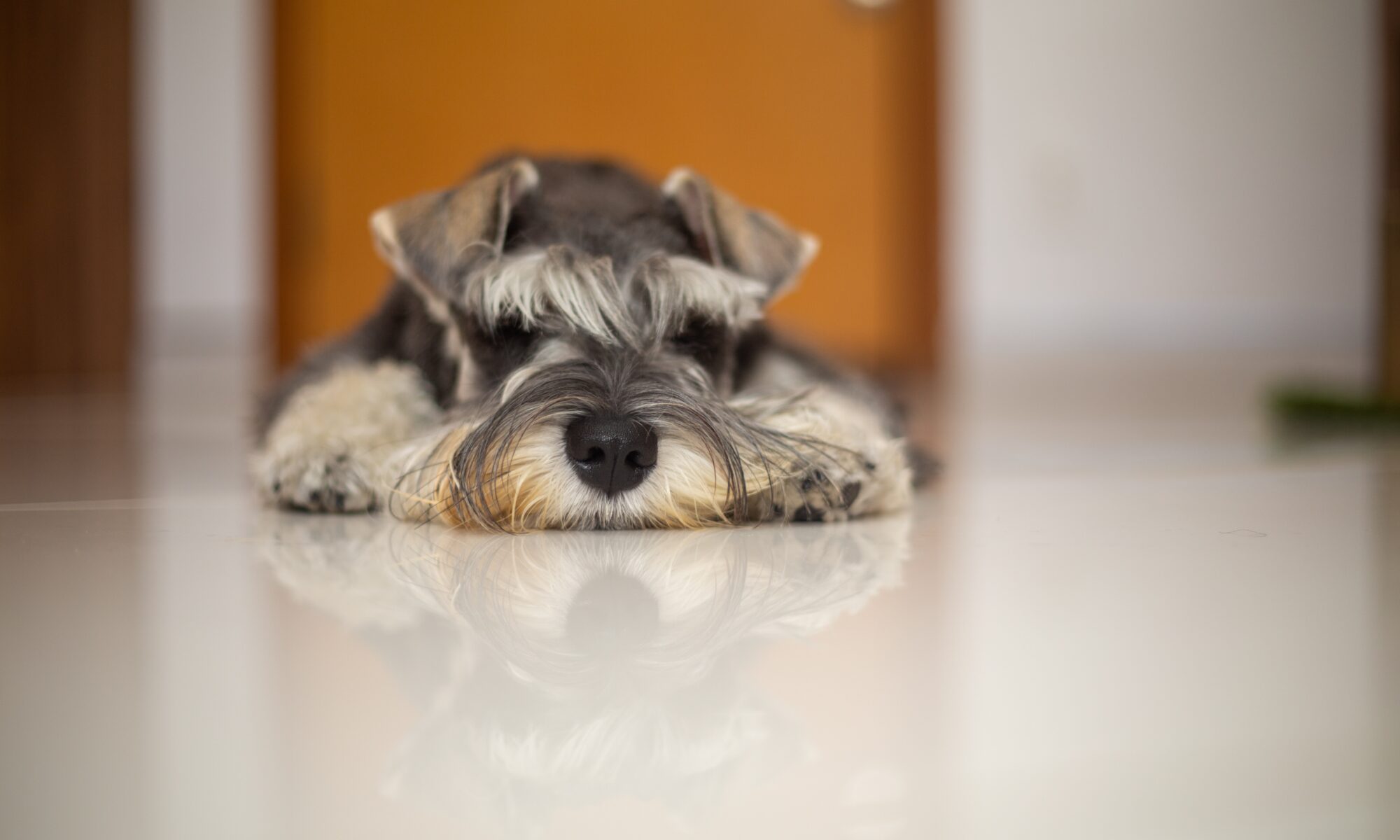 Cão relaxado